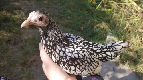 chickenkeeping - a tiny lady
