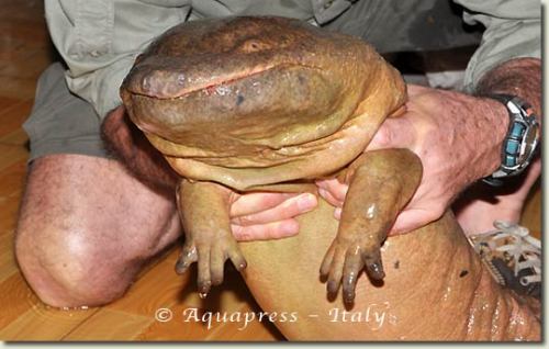 cyan-biologist:edge-of-existence-edge:The Chinese giant salamander is the largest amphibian in the w