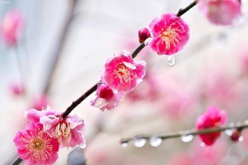 10 February 2022.Plum blossoms in Tokyo, Japan 