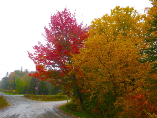 The leaves are REALLY GOOD this year! (I had to edit these photos a bit for accuracy because my came