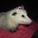 whenifeellikeitpossums: