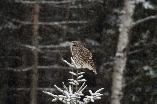 Scenes from the North Woods