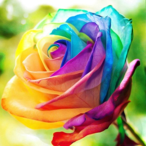 150 Rare Rainbow Rose Seeds => Hotgiftdeals.com/product/150-rare-rainbow-rose-seeds/