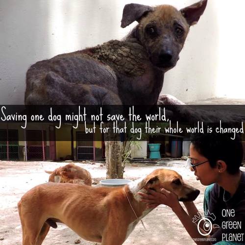 This lil&rsquo; guy was found on the streets of India with a severe case of mange that was threateni