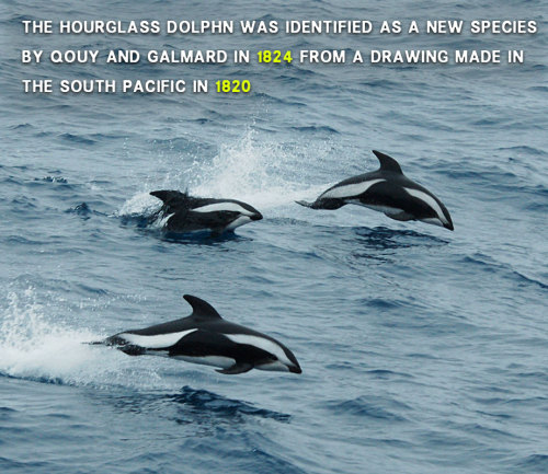 vbasement:  Get to know dolphins! 