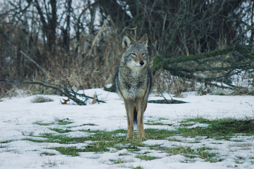 Wild E. Coyote by Brian Koprowski on Flickr.