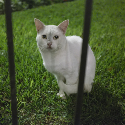 alanjamesart:okay here’s the last of my pictures from the lima cat park