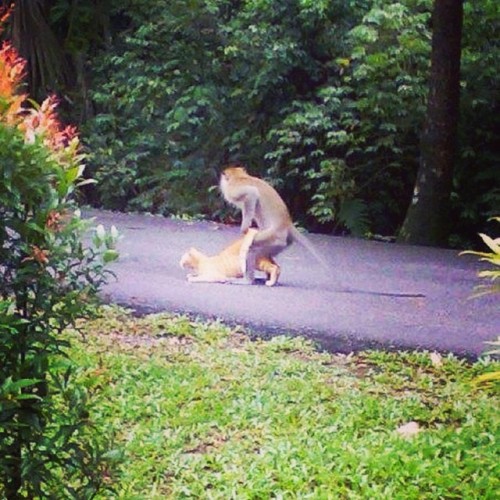 Does the cat know that a monkey is giving her the “good feelings”?!?! #wtf #interspeciesfreaks #strangelove #monkey #cat #smh