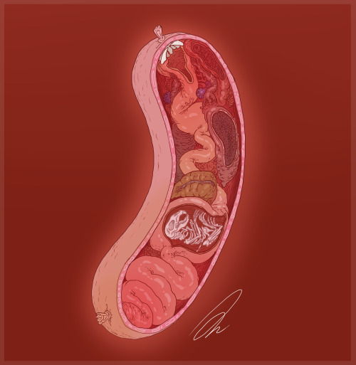 Sausage AnatomyWhat if sausages were actually like living beings with organs and shit instead of a s