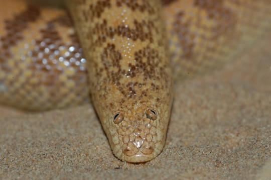alex-is-pomegranates: rneowth: arabian sand boas look like someone tried to make a snake in spore 