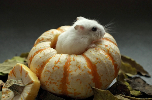 adulthoodisokay:coldwind-shiningstars:kittendrumstick:Milkshake needed her own set of pumpkin pictur