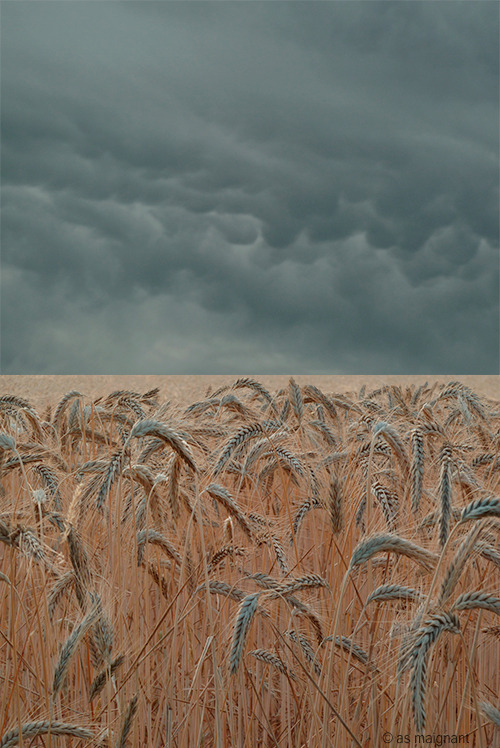 annesophiemaignant:  Summer diptych II, © anne-sophie maignant, 2014 