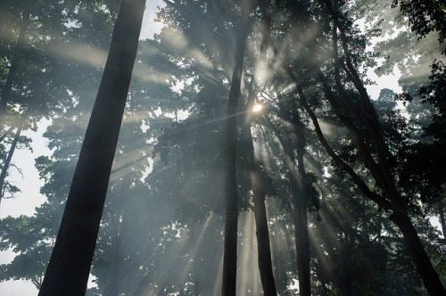 Havelock Island - India by Nomhad on Flickr.