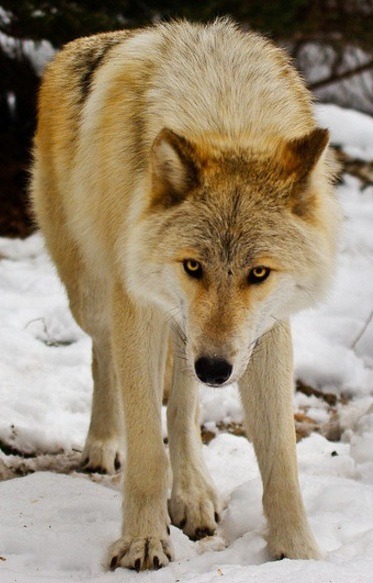 young cream colored wolf