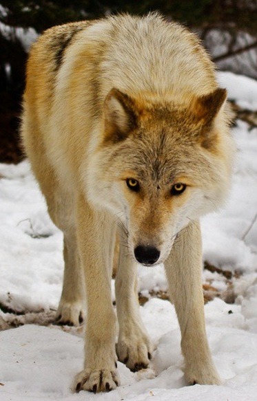Porn wolveswolves:  Source  photos