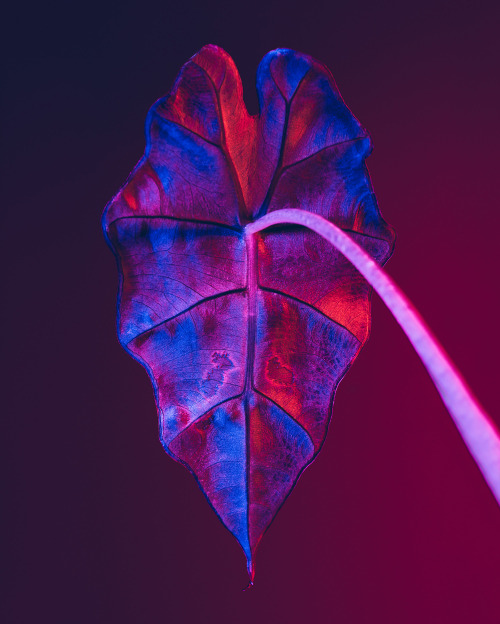 Bright, Saturated Color Cloaks Houseplants and Flowers in Kaleidoscopic Photographs