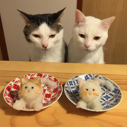 hippywhippy:neuromantis:awesome-picz:Japanese Couple Captures Every Time Their Cats Watch Them Eat.T