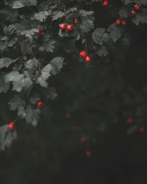 #photography #naturephotography #leaves #autumn #fall #darkforest #halloweeniscoming