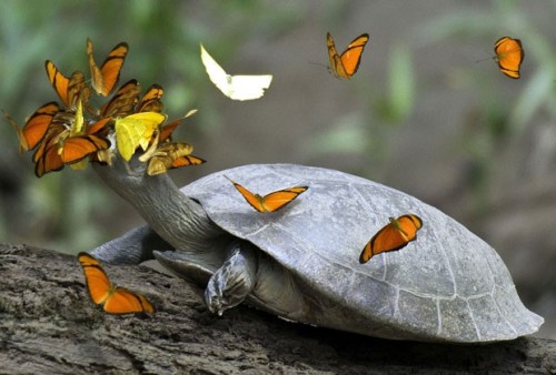 howllor:  creepkin:  jai—guru:  littlekiwifrog:  Tear-drinking Butterflies In the Amazon, it’s not uncommon to see groups of colorful butterflies fluttering around turtles basking along the river. This is because they drink the turtles’ tears—an