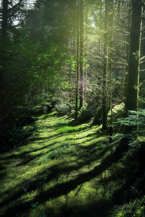 mydododied:Welsh forest