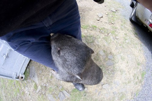 At the tender age of 27, Patrick at the Ballarat Wildlife Park in Australia is the world&rsquo;s