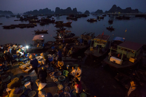 Porn Pics unrar:  Morning fish market in Cam Pha, Vietnam,