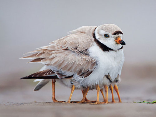 boredpanda: Birds Taking Care Of Their Babies