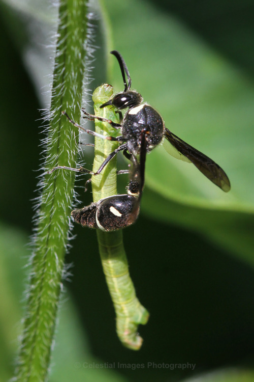 celestialmacros: A potter wasp trying rather unsuccessfully to carry a stunned geometer caterpillar 