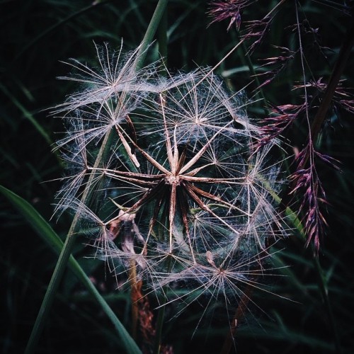 instagram: Portrait of a Botanical Garden with @shish0va To see more Irina’s photos of botanic