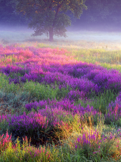 drxgonfly: meadow of loosestrife (by jjraia)