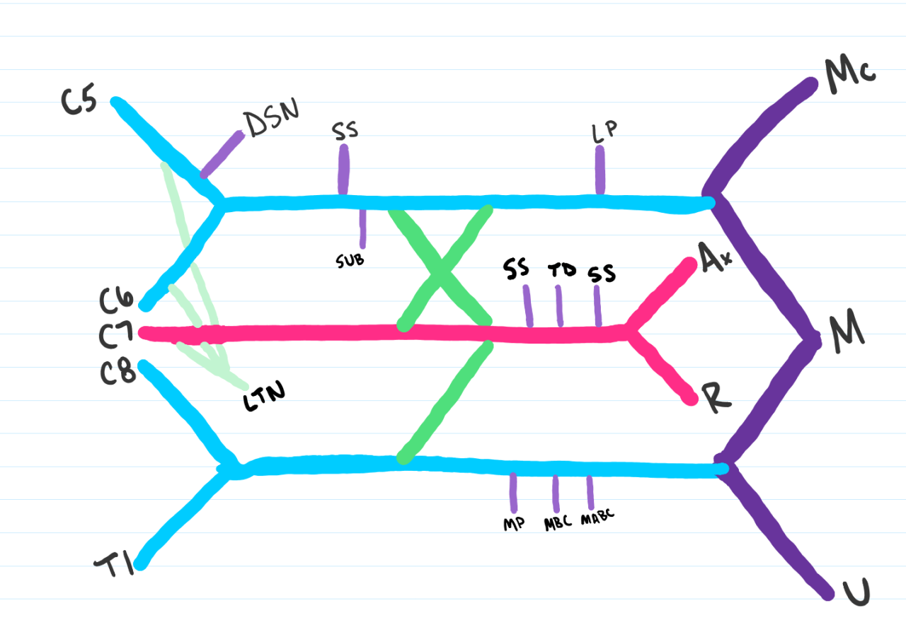 Medschoolmanic Presents: Brachial Plexus Made Easy!