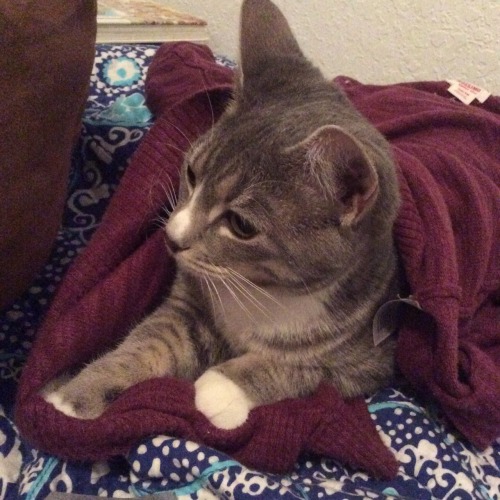 spencerdear:My beautiful cat, Spencer, turns one this November. My baby is growing up! I love the li