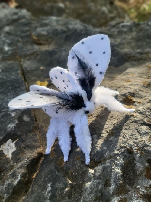 The Giant Leopard Moth (Hypercompe Scribonia) Is A Moth Of The Family Erebidae. They Are Distributed