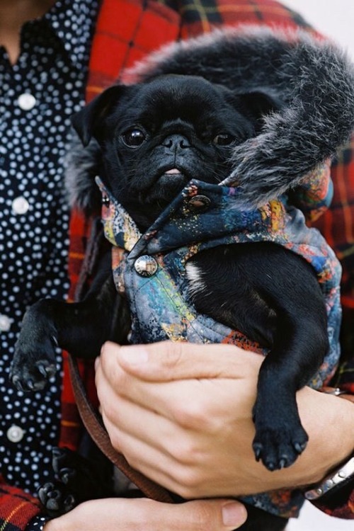 pug pug pug