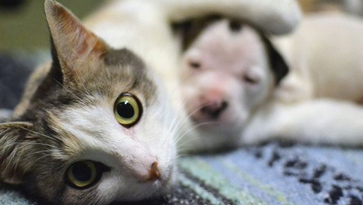 Momma cat adopts puppy (and brings home the bacon for shelter while she’s at it)
When shelter workers took in a day-old pit bull puppy, they placed him with a litter of kittens where he was welcomed as part of the family.