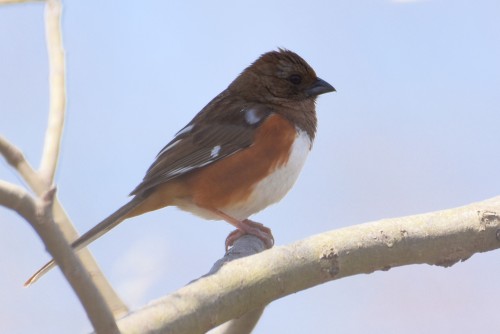 Eastern Towhee, female & male from yesterday at Ashbridge’s Bay. We saw 2 more in the park