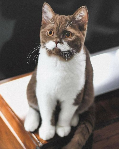 atraversso:Absolutely adorableby gringomoustachecat