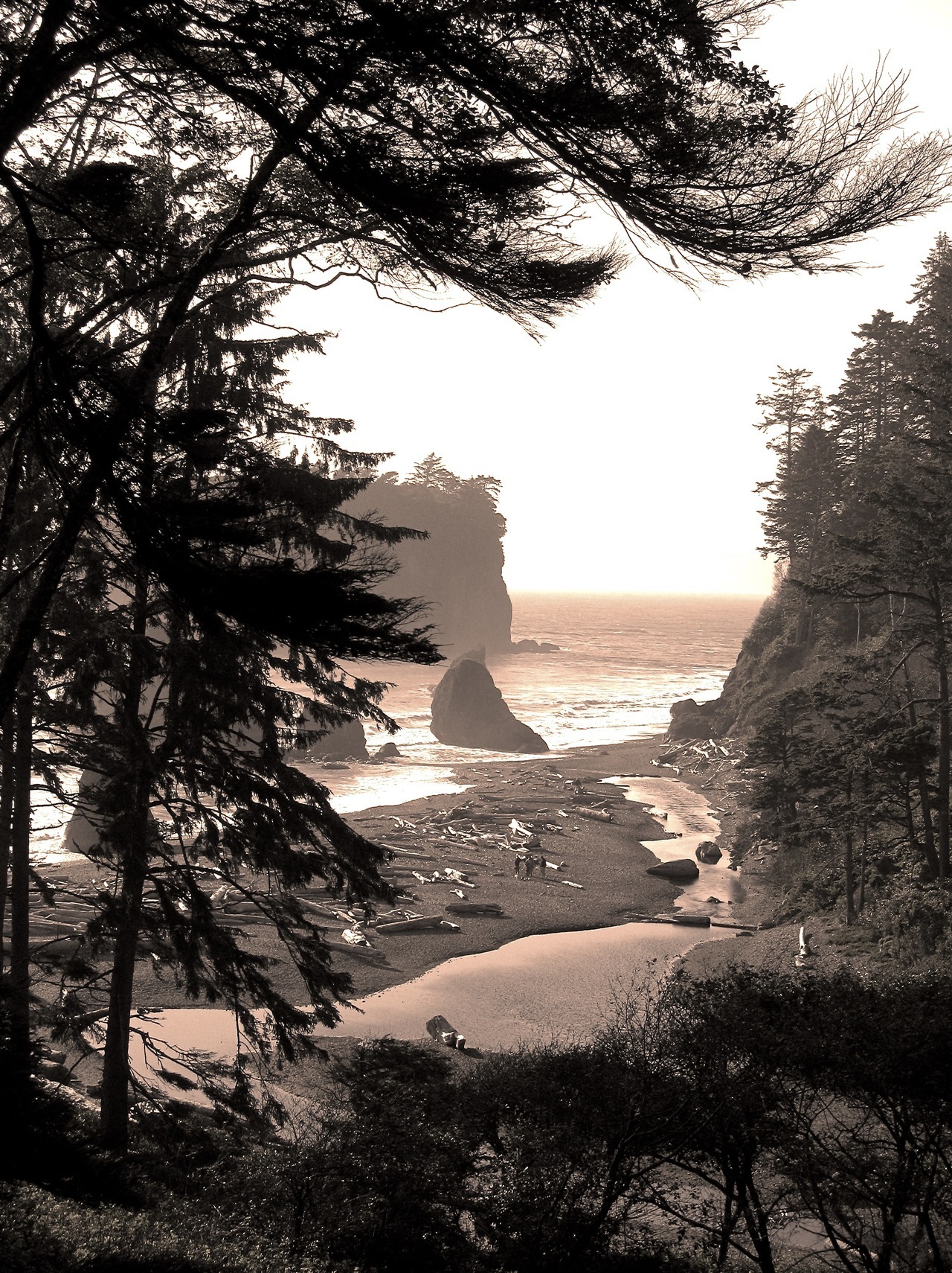 justemoinue2:  Ruby Beach on the Olympic Peninsula(sepia version)
