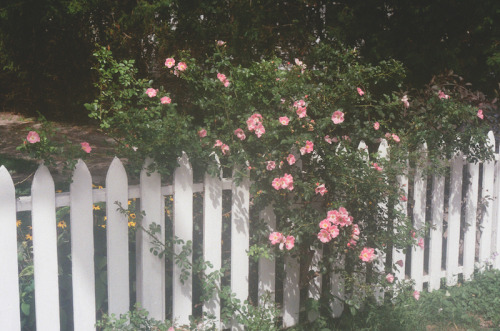 timidflower:Film photographs I took while exploring Dani’s town