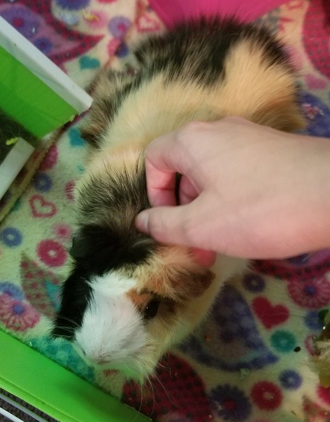 vvulpes: i need to rehome my guinea pig i’m going to be leaving home for college later this mo