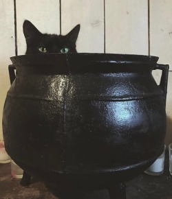 kitty:cauldron kitties !