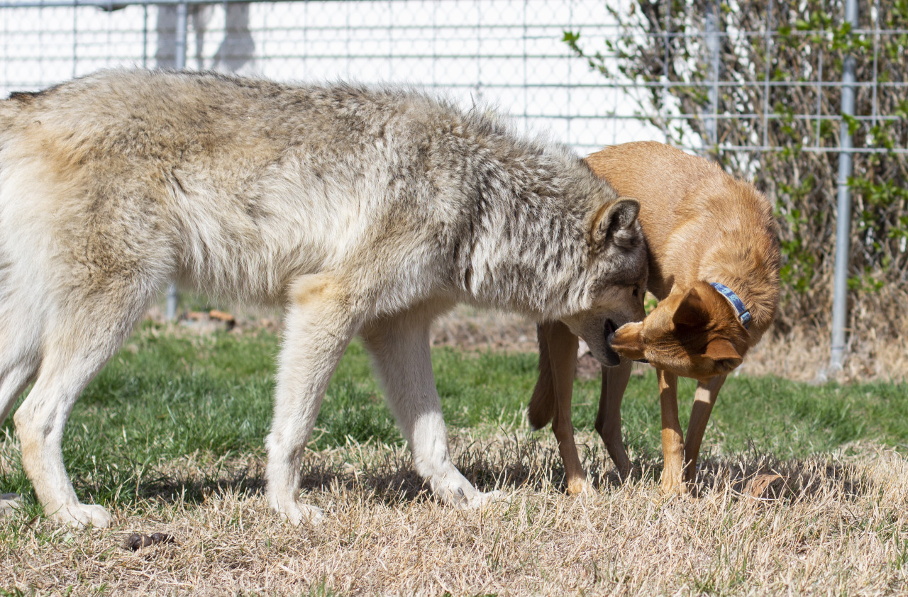 little kiss