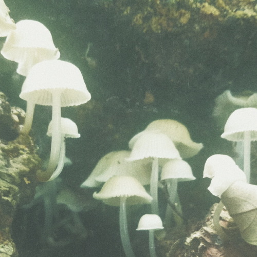paleteahun:Little shroomsLike Jellyfish on land…