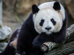 giantpandaphotos:  © Stephane Lopvet.