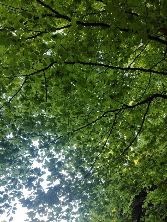 A shot looking up through the leaves of a tree, the branches are dark brown almost black. The leaves are varying shades of greens and rounded.