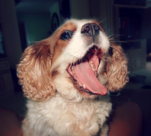 You know you want my puppy on your blog. Look how excited she is to see you!!!!!