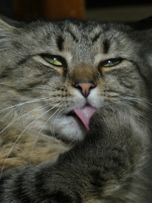 laughing-thrush:Brotchen’s best impersonation of a Pallas cat. Uncanny. 