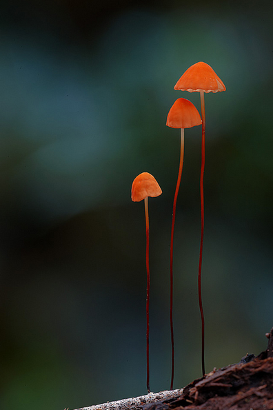 kateoplis:  Fantastic Fungi 