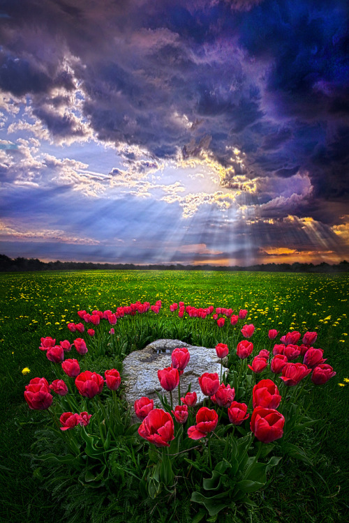 floralls:Wisconsin Horizons by Phil Koch