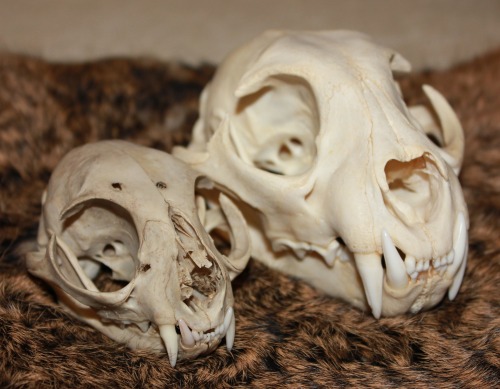 Got my first domestic cat skull today. Here it is next to my bobcat, Lynx rufus (right).It&rsquo;s a